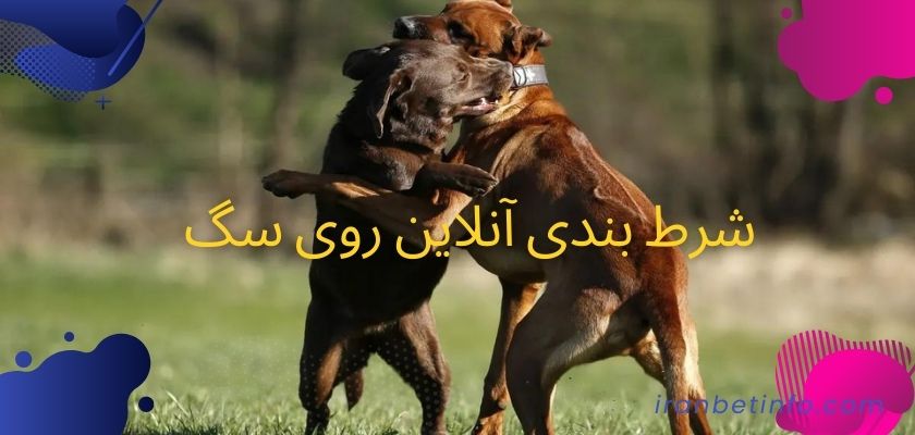 شرط بندی آنلاین روی سگ