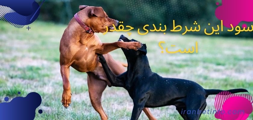 سود این شرط بندی چقدر است؟