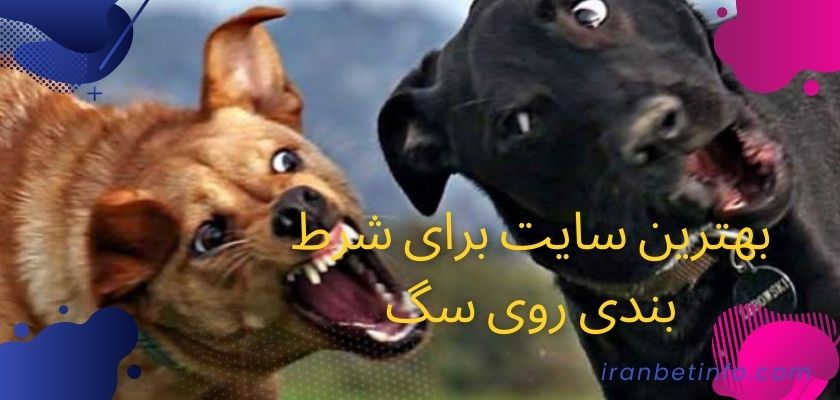 بهترین سایت برای شرط بندی روی سگ