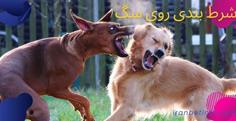 شرط بندی روی سگ