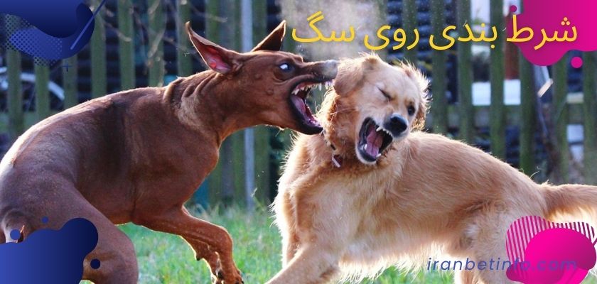 شرط بندی روی سگ